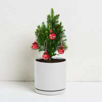Read Bloomeroo Reviews